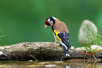 European goldfinch, Carduelis carduelis, is standing on a stick at a bird's watering hole. Czechia. 