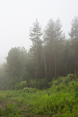 Pine forest covered with fog