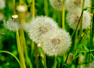 Fototapeta premium Fluffy dandelion on a natural green background on a sunny summer day. close-up. Wildflowers in summer. Blooming dandelion, large weightless hat.