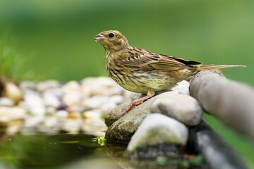 Young Yellowhammer (Emberiza citrinella) stands on the stones s and drinks water from a bird watering hole. Czechia. 