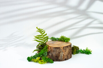 Tree stump surrounded by moss and fern leaves isolated on white background with palm shadows....
