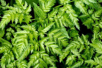 Green Leaves Background