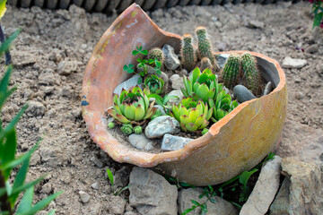 Succulent plants in a big broken ceramic pot. Reusable concept.