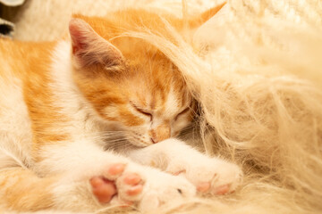 Obraz premium small ginger kitten sleeping on a wooly fuzzy blanket