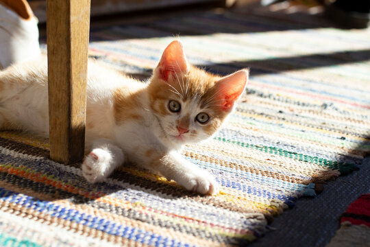 kitten playing under a chair in  sunset light, on a rug