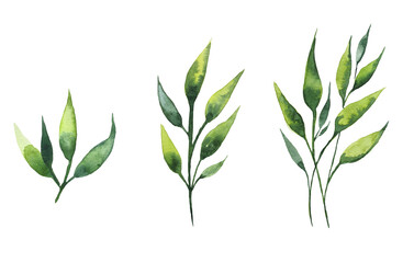 Seamless watercolor illustration of green leaves and branches, circles, on white or black background, suitable for wallpaper, cards, clothing, textiles, fabric, packaging, clothing, dress, invitations