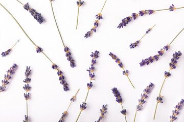 Lavender flowers isolated on white background.Flat lay.Fragrant flowers.Holiday concept.Summer flowers.