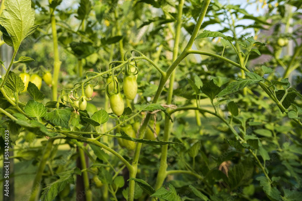 Poster Green fruits of tomato on the plant.