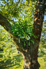 Mistletoe with green leaves growing on an apple tree trunk.