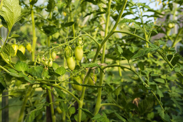 Green fruits of tomato on the plant.