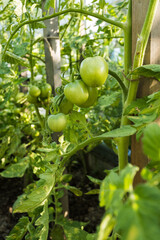 Green fruits of tomato on the plant.