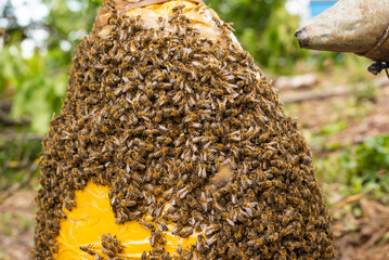Bee swarm caught on traditional way