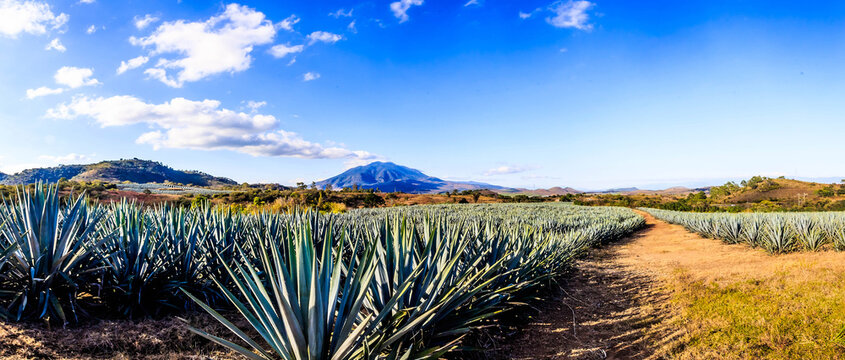 panoramic of volcano with agave in first plane and rural way with blue sky in tepic nayarit volcano sangang&uuml;ey