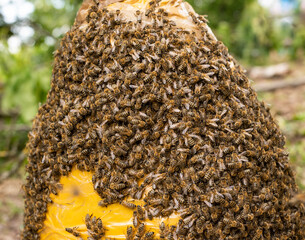 Bee swarm caught on traditional way