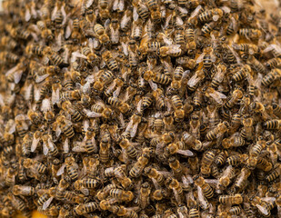 Full frame of thousands of bees