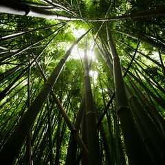 Obraz na płótnie Canvas Bamboo Background Very Cool