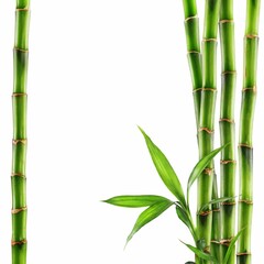 Plakat Bamboo Background Very Cool
