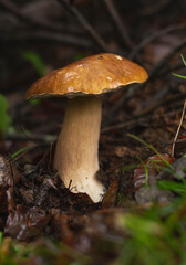 Penny bun (Boletus Edulis) mushroom in forest