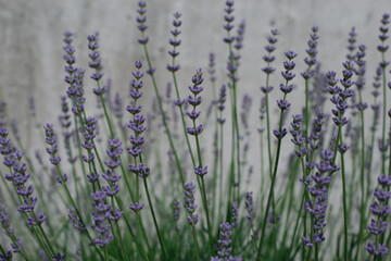 lavender in the field