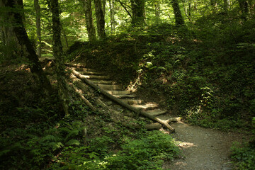 Wooden stairway in forest, horizontal picture
