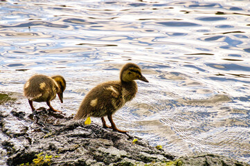 Ducks chicks on a log in the river. Small water birds with fluffy feathers. Animal