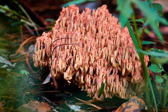 edible pink coral mushroom ramaria flava in woods of mexiquillo durango