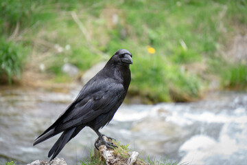 Raven (Corvus corax) in the Tatra Mountains.