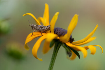Grasshopper resting on rudbeckia flower in garden.
