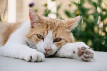 Red cat lying and resting in the garden.