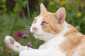 Red cat lying and resting in the garden.