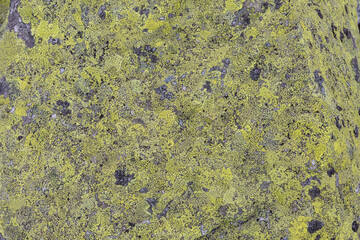 A yellow Moss and lichen, fungus on the stones in the mountains. Grey and yellow abstract stone texture background