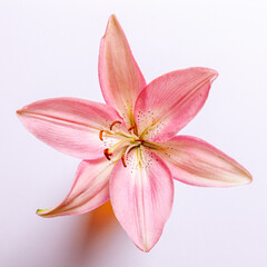 Fototapeta na wymiar pink lily isolated on white background