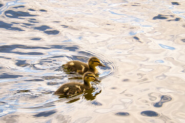 Ducks chicks swim in the river. Small water birds with fluffy feathers. Animal photo