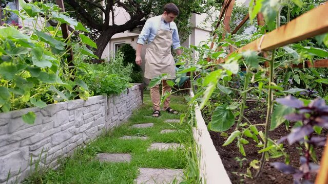 Teel farmer watering young seedlings from a watering can on a bed in the garden