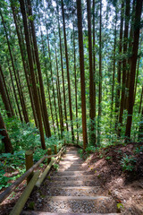木漏れ日に照らされた杉並木の道(大内宿)