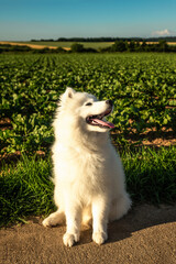 Samoyed