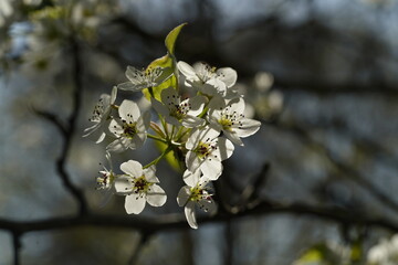 Closeup of white cherry tree blossom in Spring