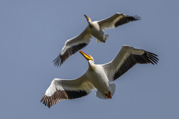 American White Pelican (Pelecanus erythrorhynchos) in Flight