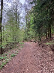 Path in the woods, Kunice, Czech Republic