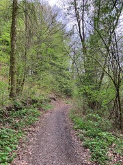Path in the woods, Kunice, Czech Republic