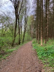 Path in the woods, Kunice, Czech Republic