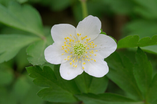 The Wood Anemone (Anemonoides Nemorosa)