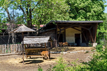 View of part of a yard with animals Dama dama  outdoors, Sofia, Bulgaria 