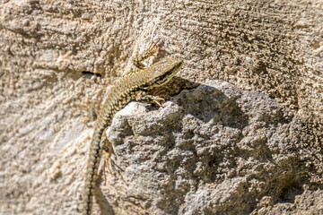 lézard en gros plan sur un rocher
