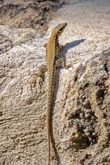 lézard en gros plan sur un rocher