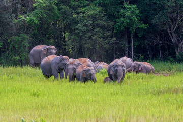 characteristics of elephants