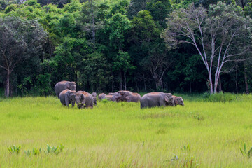 Fototapeta premium characteristics of elephants