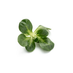 Corn Salad Leaves isolated on white background.