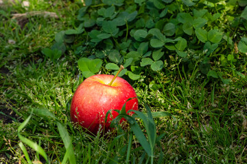 Ripe red apple on green grass. Apple orchard.