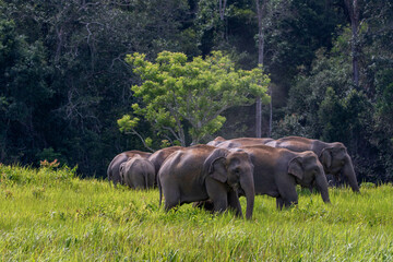 elephant family © Supoj